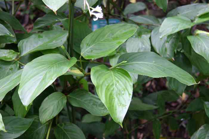  p>兰屿芋兰是 a href="#">兰科芋兰属 /a>植物,块茎圆球形或 a href=