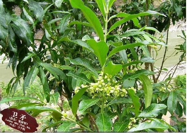 桃叶卫矛民勤群体