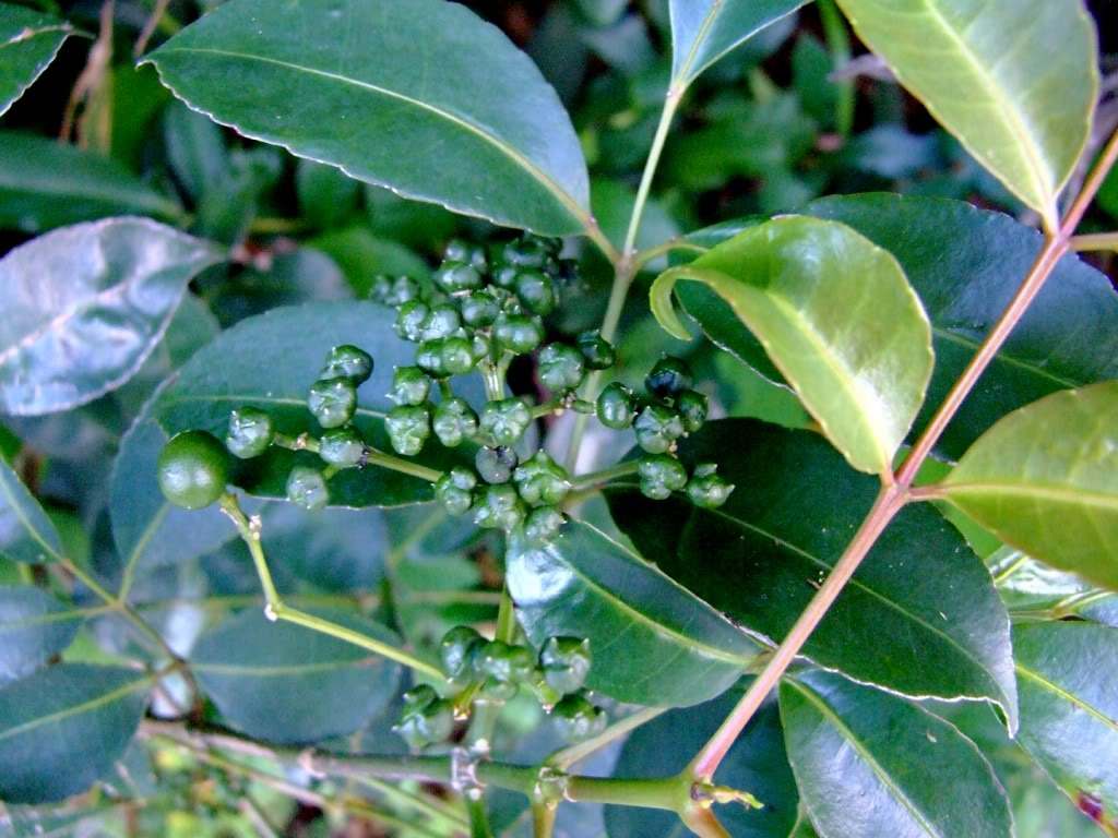 是 a target="_blank" href="/item/省沽油科/4866925" data-lemmaid