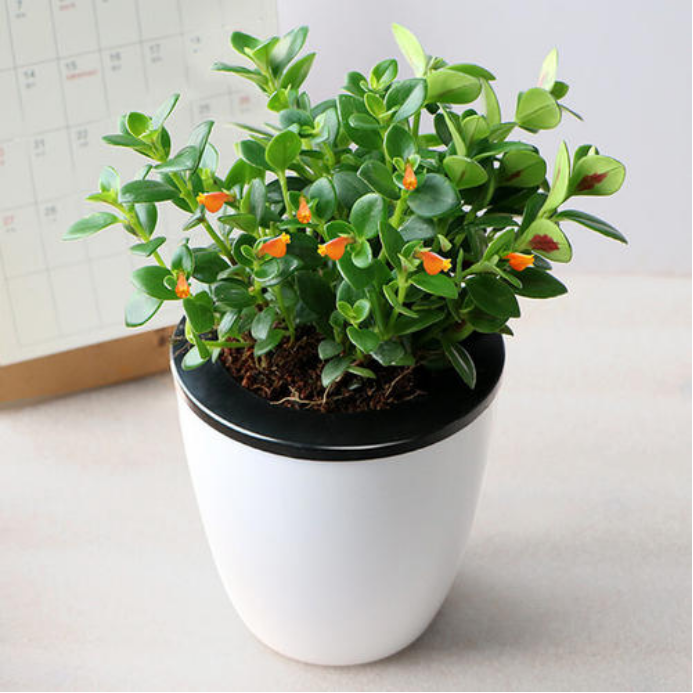 高颜值的金鱼花 到底都有什么用 百科ta说