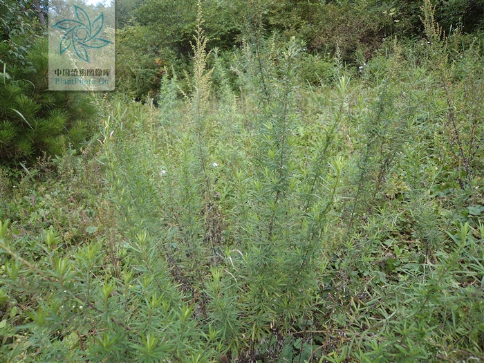  p>矮蒿,多年生草本.