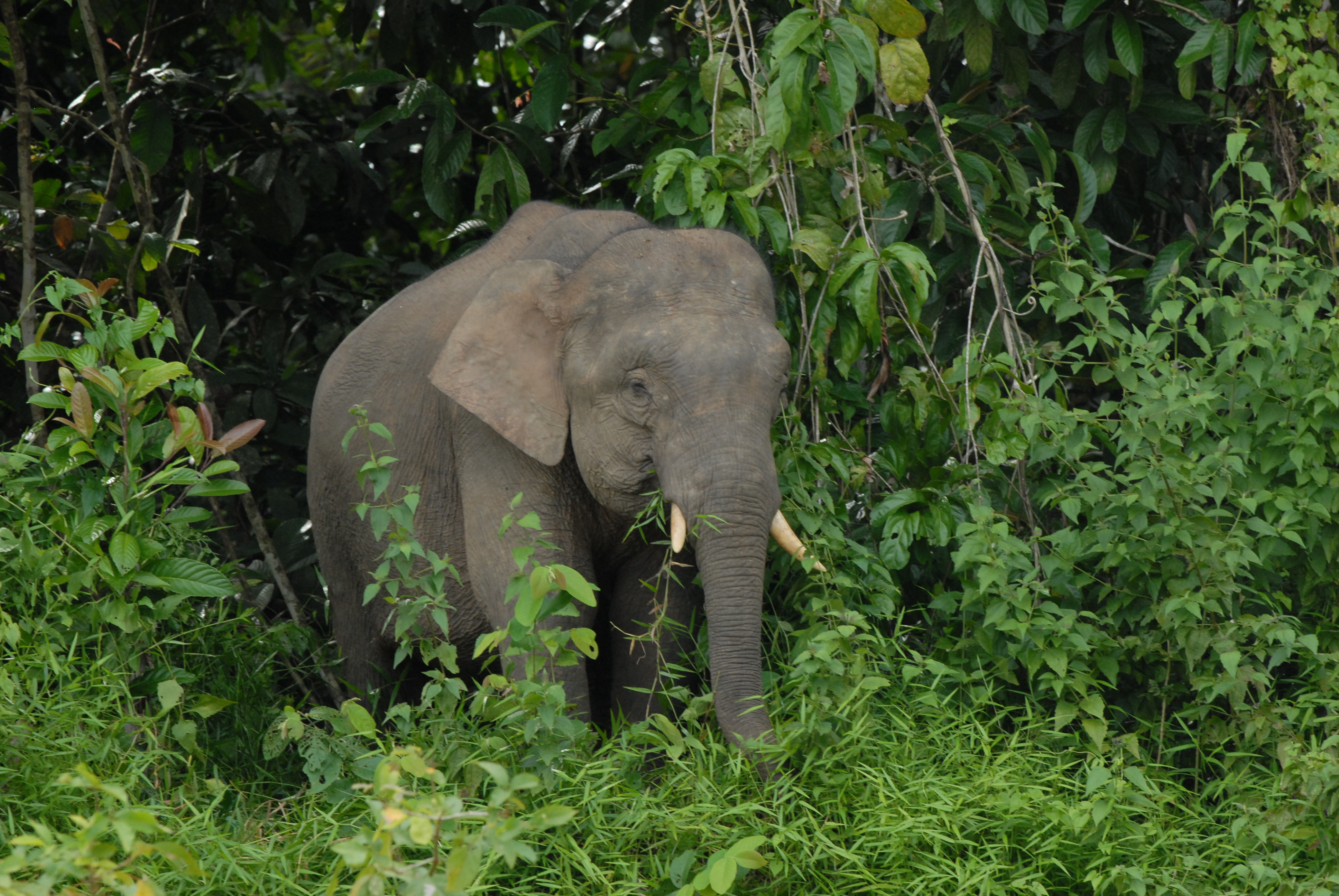  p>苏门答腊象(学名:elephas maximus sumatranus)是 a target="