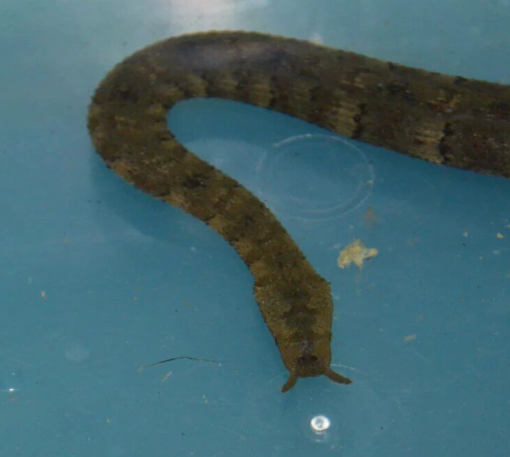  p>钓鱼蛇是黄颌蛇科的一种蛇,在中国被称作箭鼻水蛇.