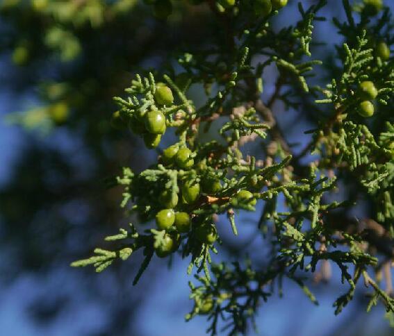  p>大果圆柏(学名: i>juniperus tibetica /i> komarov.