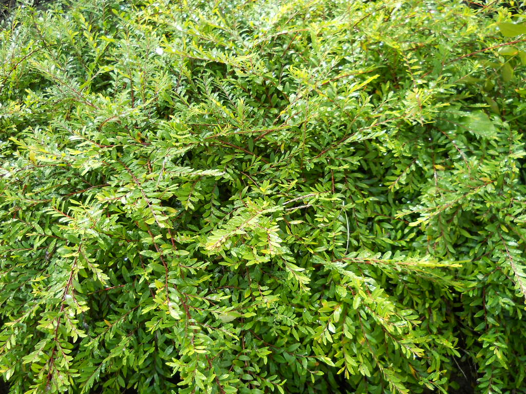 阴草