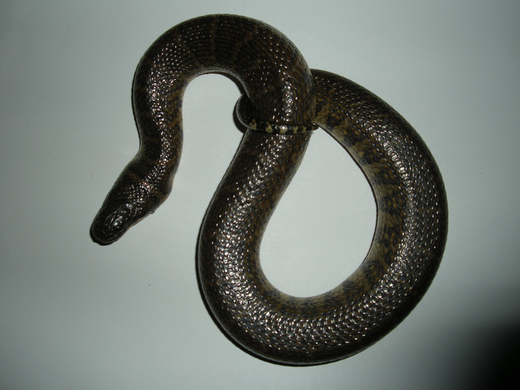  p>腹斑水蛇又名海豹蛇,是一种水栖蛇类,以食鱼类为主.