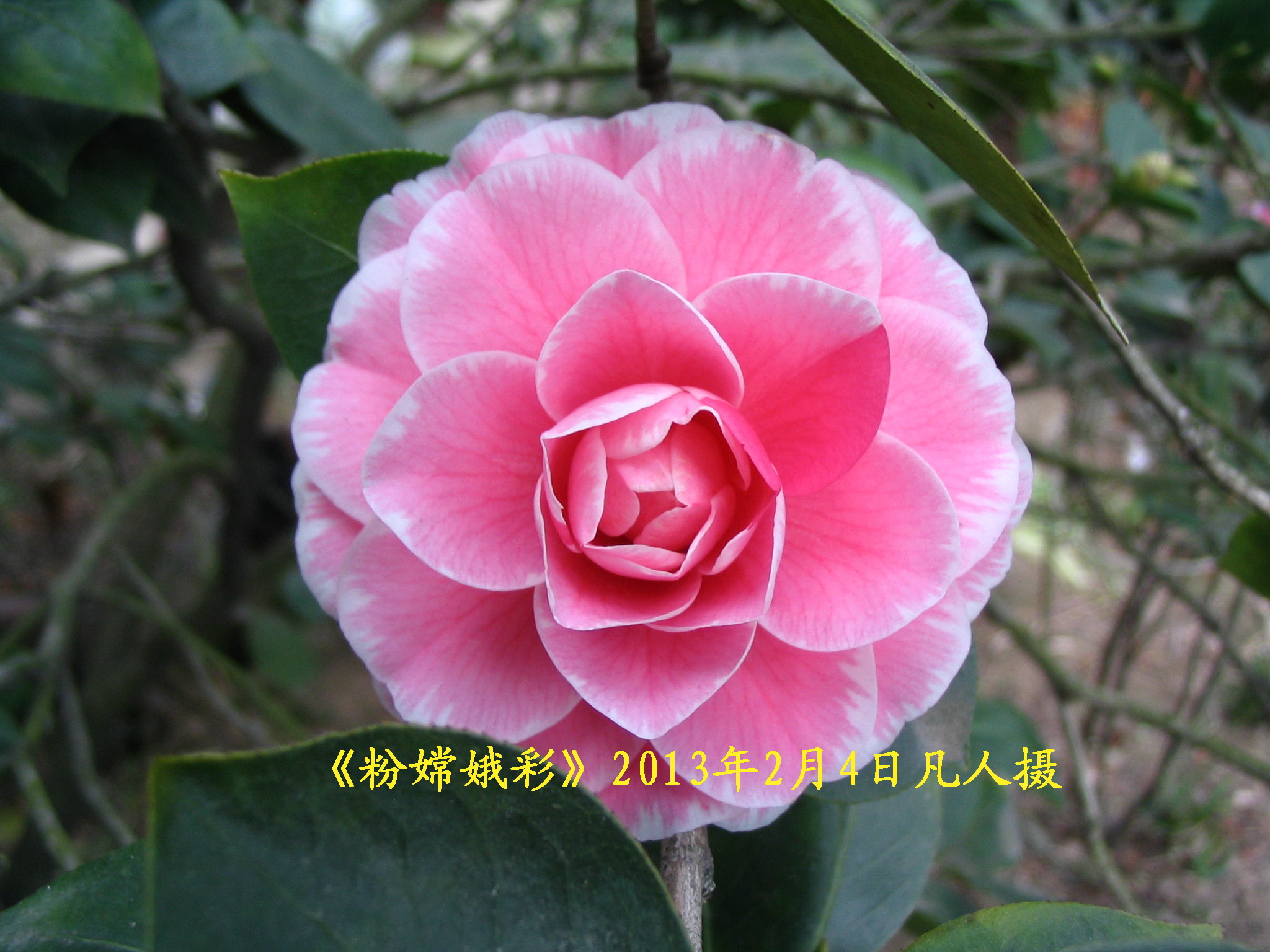  /a>的传统名贵 a target="_blank" href="/item/茶花">茶花 /a>品种