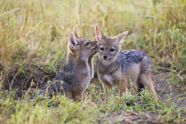  p>黑背胡狼(学名: i>canis mesomelas /i>):个头较小,长相似狗,行动
