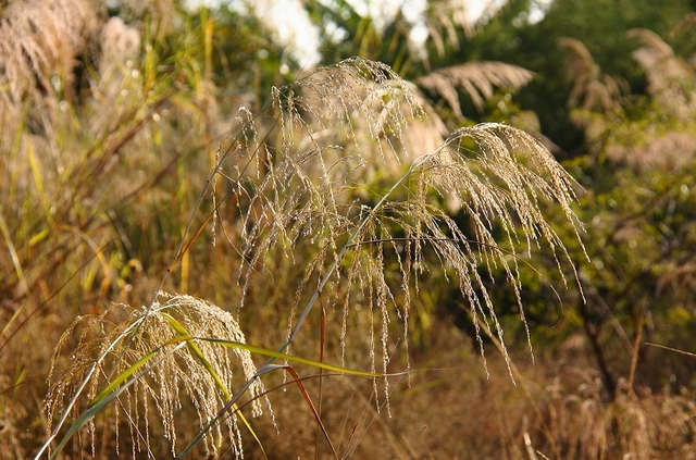 是禾本科,芒属多年生苇状草本,秆高1-2米,叶片线形,长20-50厘米,宽6