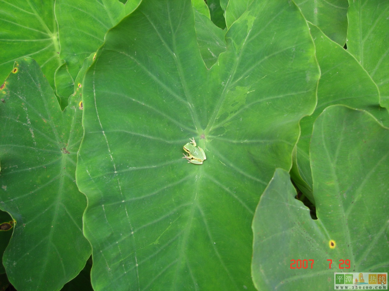  p>绿彩蛙为马达加斯加蛙科,属于脊索动物门,两栖纲