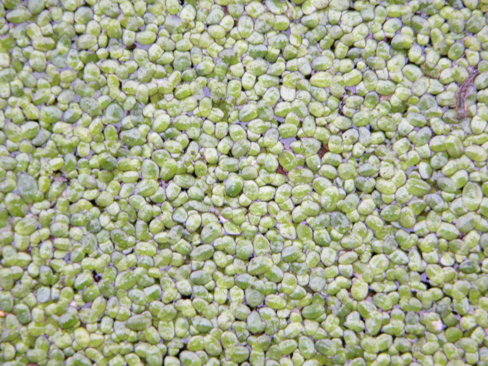 elsholtzia hunanensis