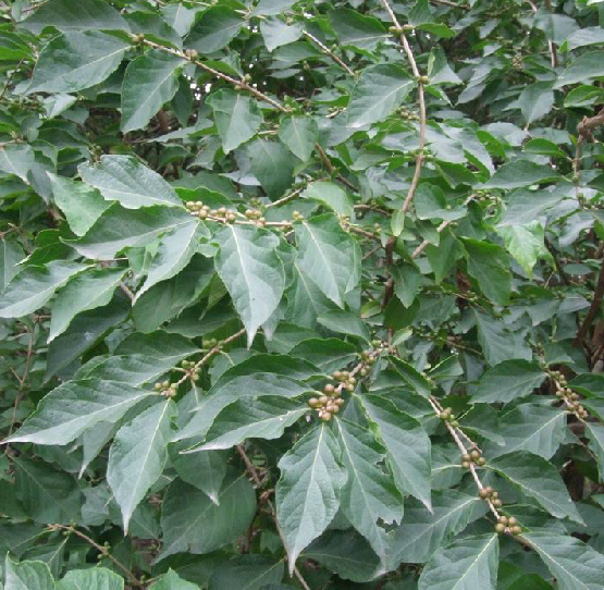 乌苏里鼠李树皮