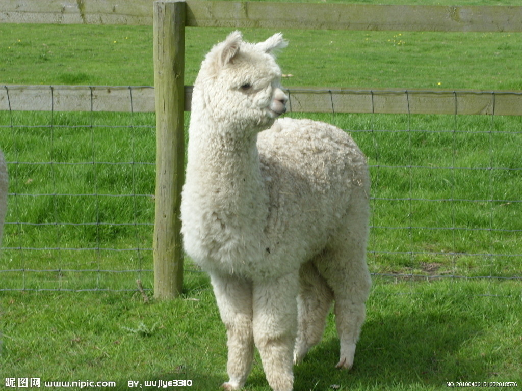  p>驼羊( i>lama glama /i>)曾分布在南美的西部和南部,是南美四种