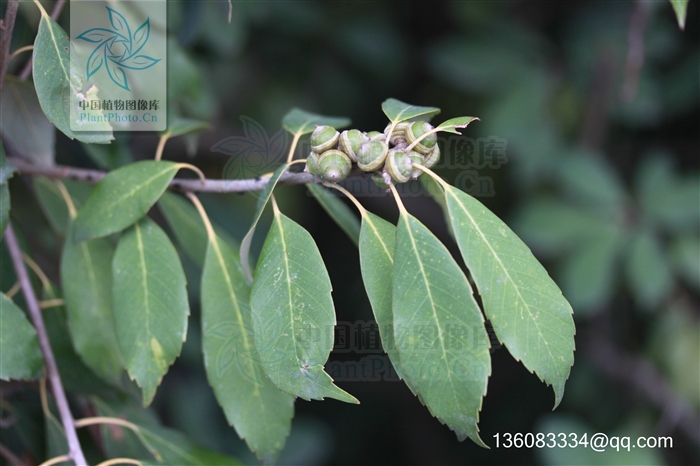  p>窄叶青冈(学名:cyclobalanopsis augustinii (skan) schott)为常绿