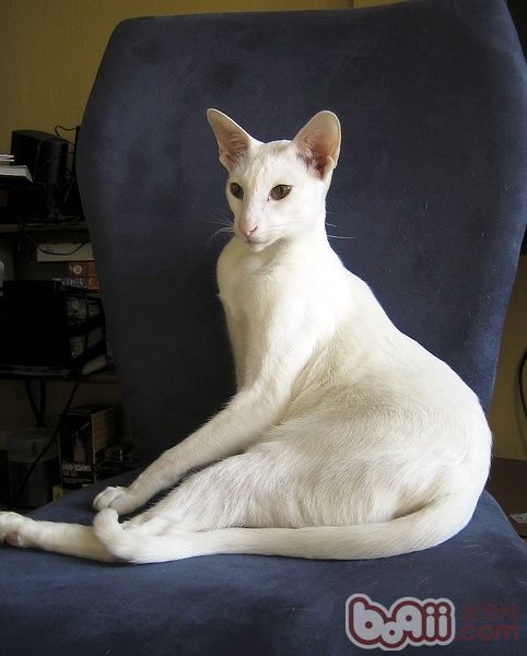 东方长毛猫