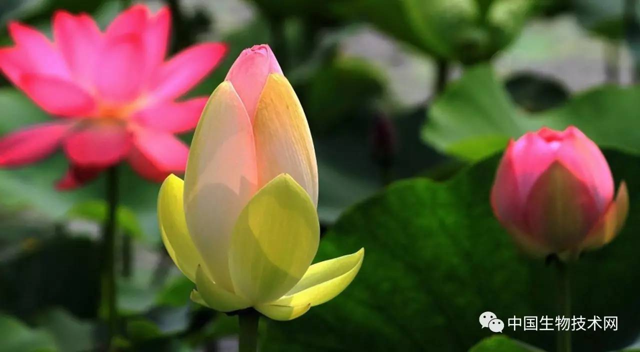 花儿为什么这样开 始祖花 或许能告诉我们 百科ta说