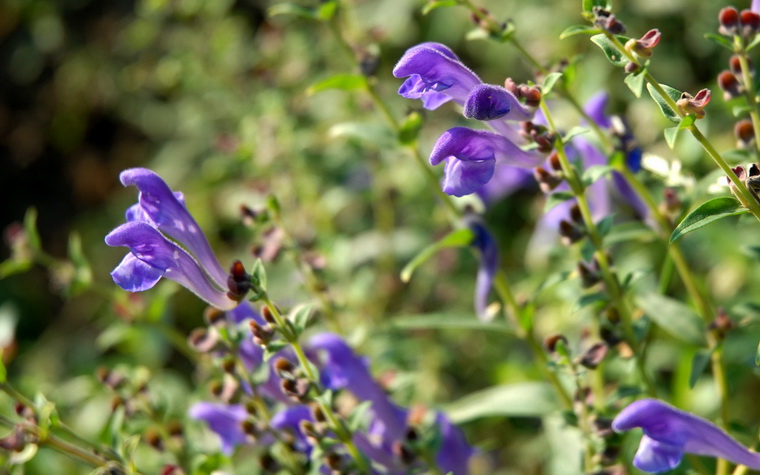 是 a href="#">唇形科黄芩属 /a>植物.