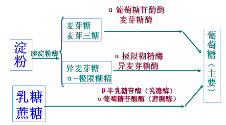  p>胰淀粉酶(pancreatic amylase)是由胰腺分泌的一种水解酶,能够水解