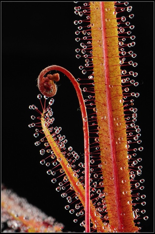  p>茅膏菜属(学名: i>drosera  /i>linn), a target="_blank" href="