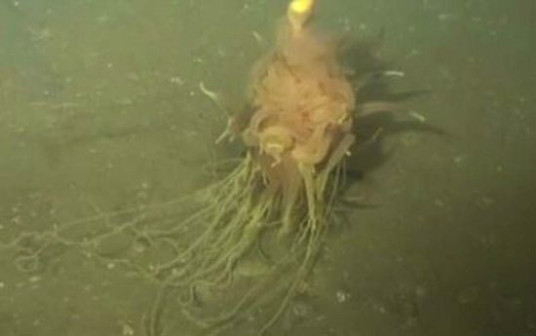 Bathyphysa conifera_百度百科