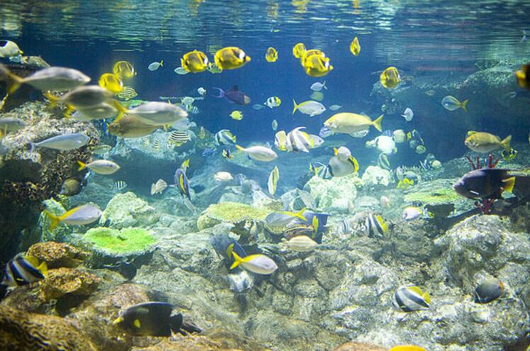  /p> p>海洋世界由海底世界馆,海豚表演馆,水下表演馆,潜水俱乐部四大