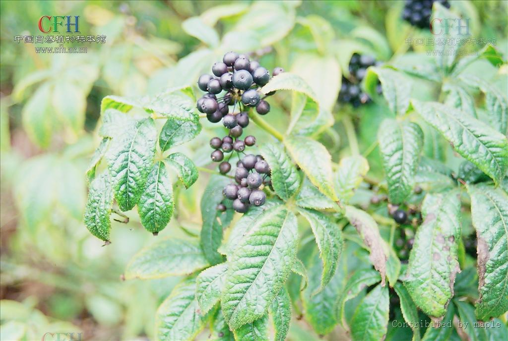 scaberulus)为 a href="#">五加科 /a> a href="#">五加属 /a> a