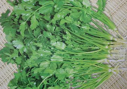 芫荽