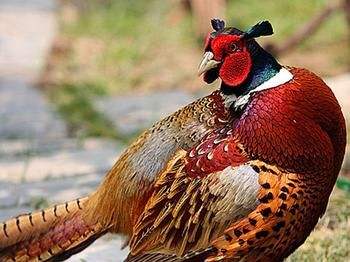  p>琼中山鸡,海南省 a target="_blank" href="/item/琼中黎族苗族