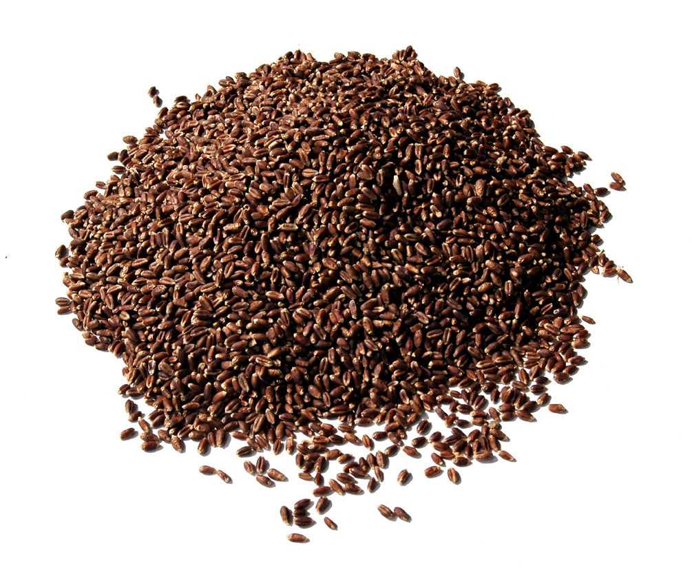 美国超大穗大粒黑小麦1号