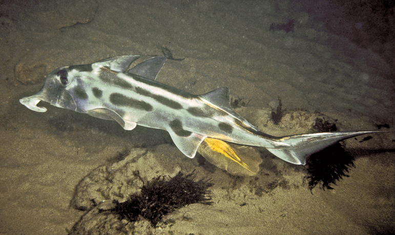  i>callorhinchus milii /i>)是叶吻银鲛科,叶吻银鲛属鱼类