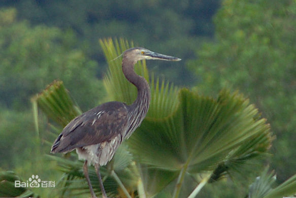  p>大嘴鹭(学名: i>ardea sumatrana /i>)是一种大型 a href="#" data