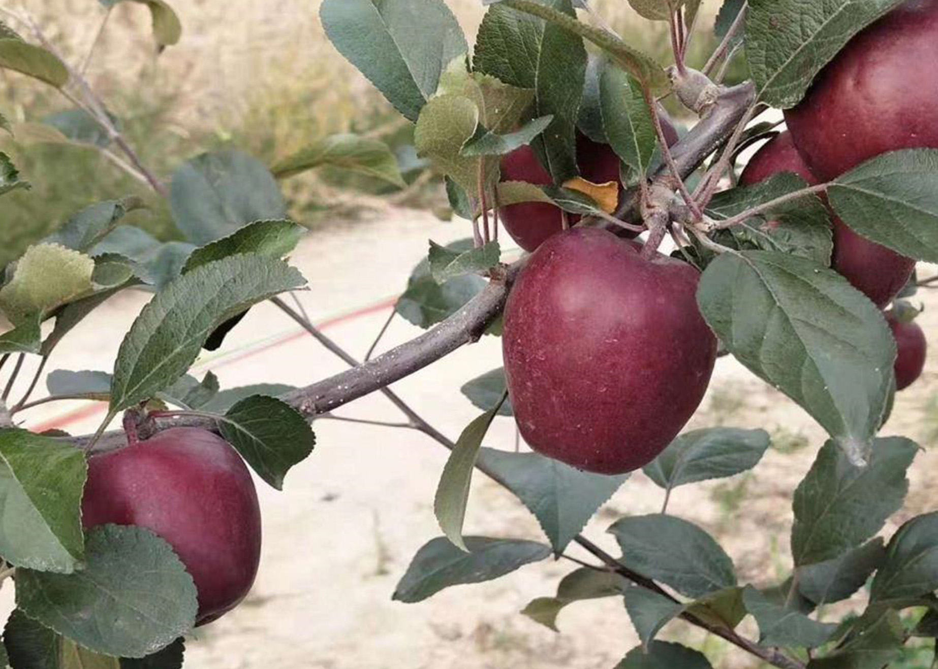 dieck),是蔷薇科 a target="_blank" href="/item/苹果属/10012018"