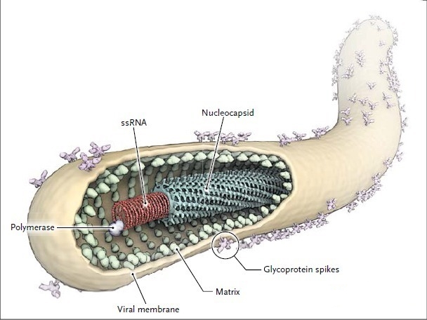  p>埃博拉病毒(ebola virus)又译作伊波拉病毒.