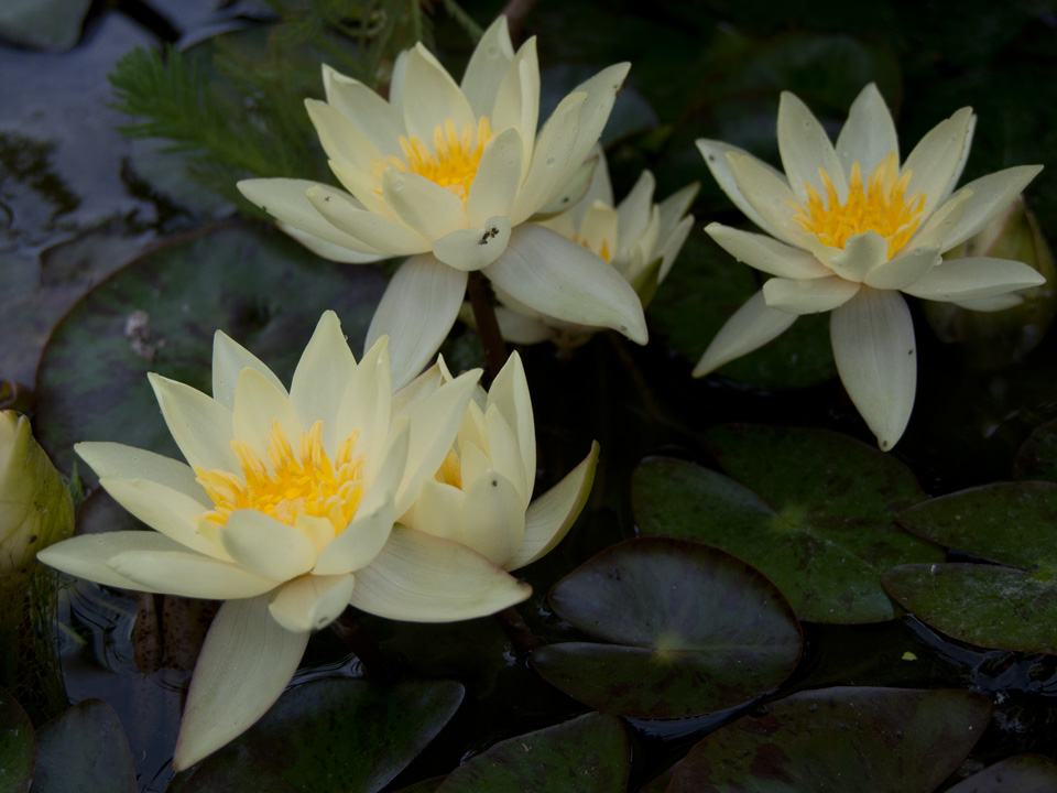 nymphaea pygmaea helvola