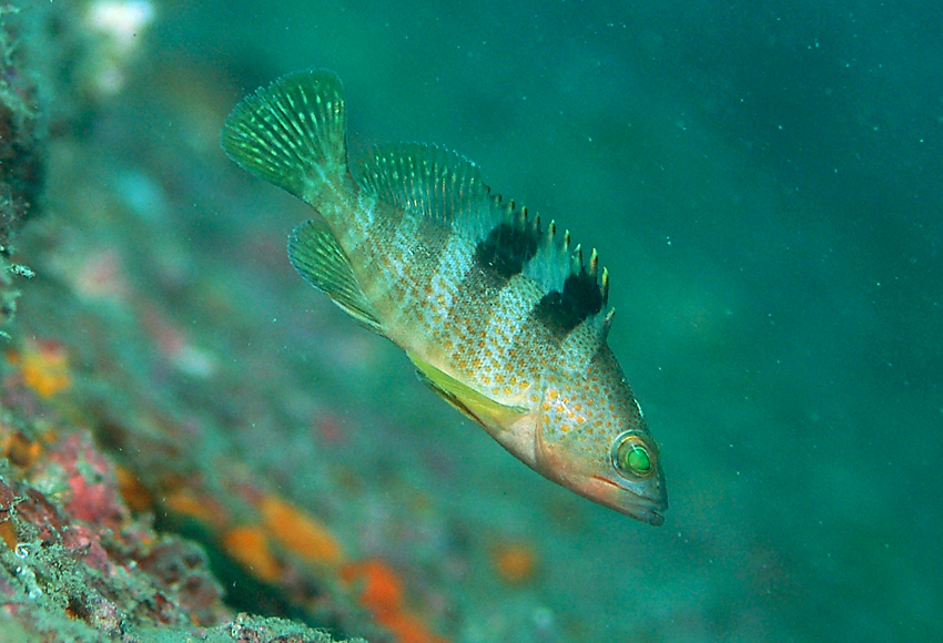  p>青石斑鱼,(学名: i>epinephelus awoara /i>)是石斑鱼科,石斑鱼属