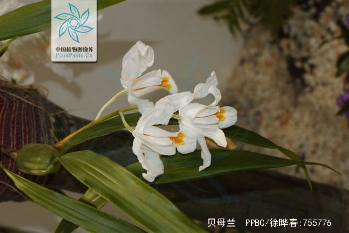  p>贝母兰(学名: i>coelogyne cristata /i>  lindl.