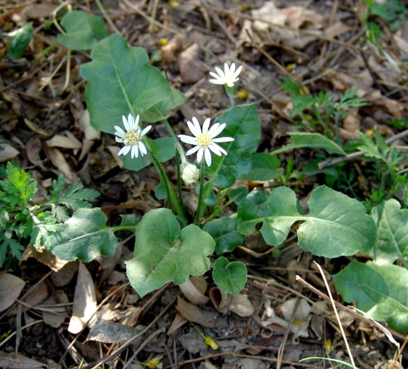  p>合缨大丁草(学名: i>gerbera connata /i> y. c.