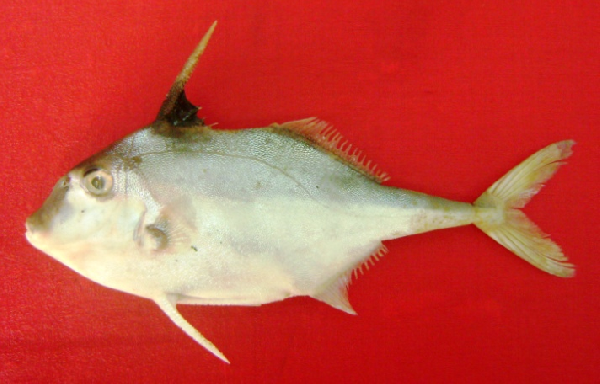  p> b>双棘三刺鲀 /b>( a href="#" data-lemmaid="8074290">学名 /a>