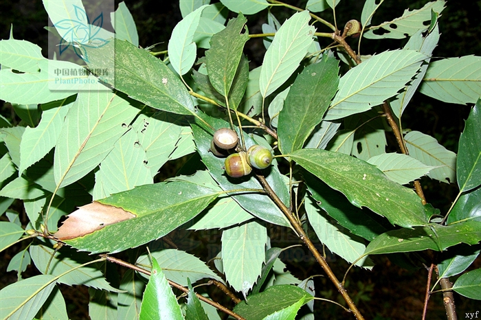 cyclobalanopsis shennongii (huang et fu) y. c. hsu et h. w. jen