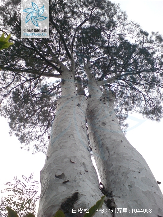  p>白皮松(学名: i>pinus bungeana /i> zucc.