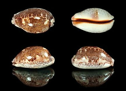  p>阿泥湾宝螺是一种中腹足目,宝螺科的软体动物.贝壳球形,螺层内卷.