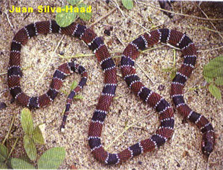 oxyuranus microlepidotus