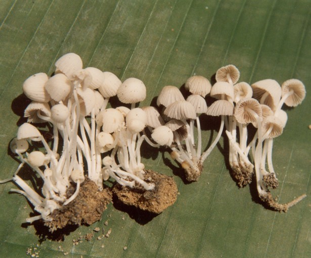  p>小假鬼伞,真菌界,层菌纲,鬼伞科,分布于台湾,香港,福建,山西,广西