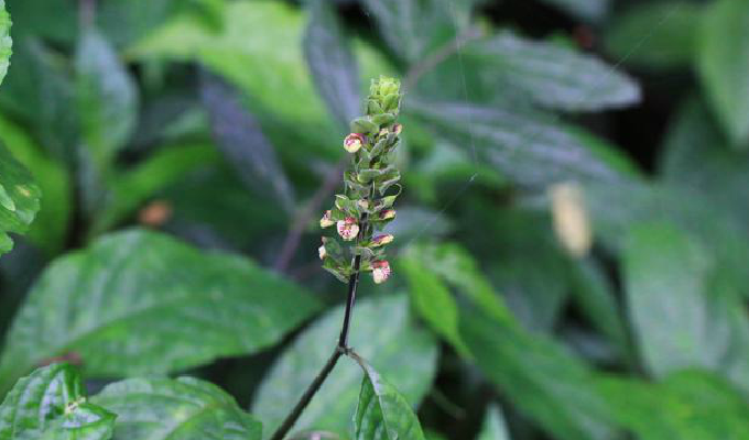  p>野靛棵属所属 a target="_blank" href="/item/被子植物门/229000"