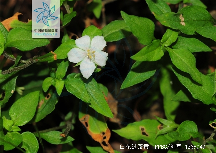  p>白花过路黄(学名: i>lysimachia huitsunae /i>)是 a target="