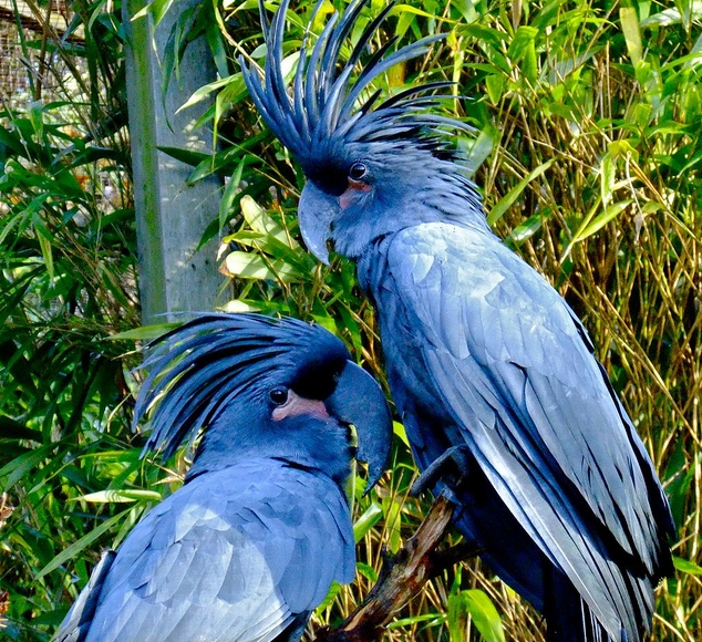  p>棕榈凤头鹦鹉指名亚种脸裸露,是典型的 a target="_blank" href="