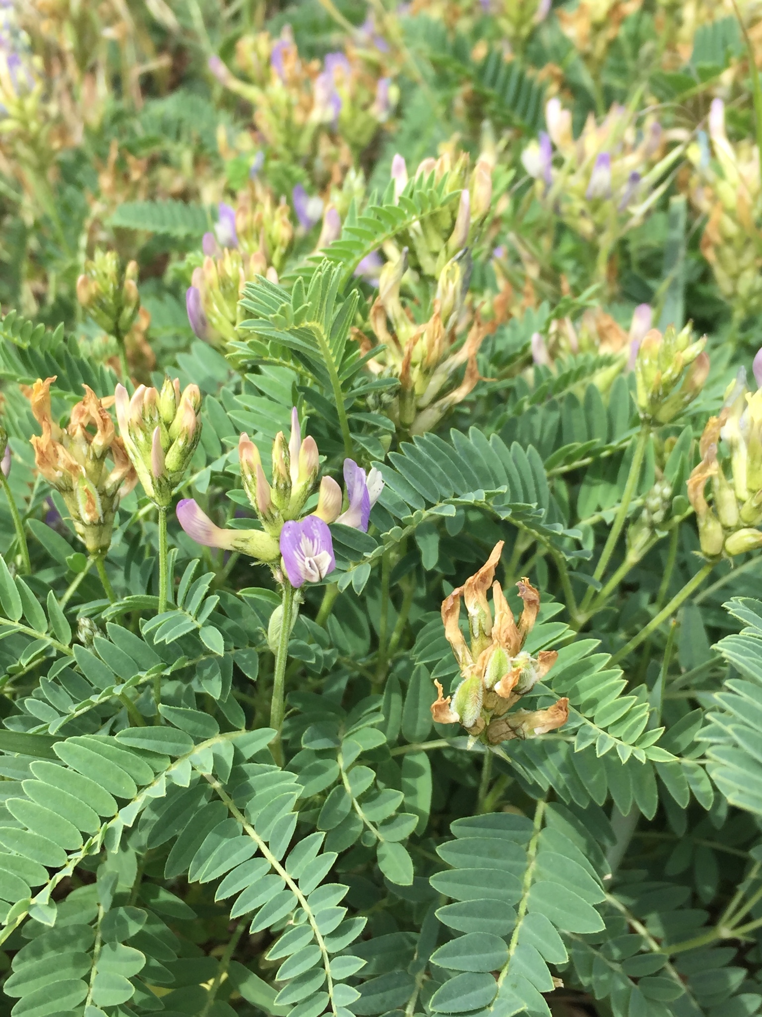 藏新黄芪