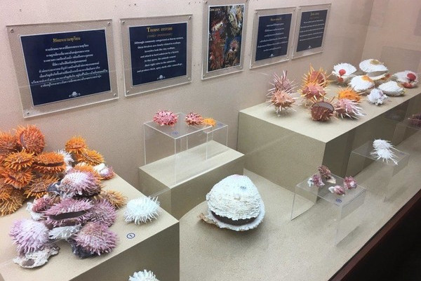 普吉贝壳博物馆