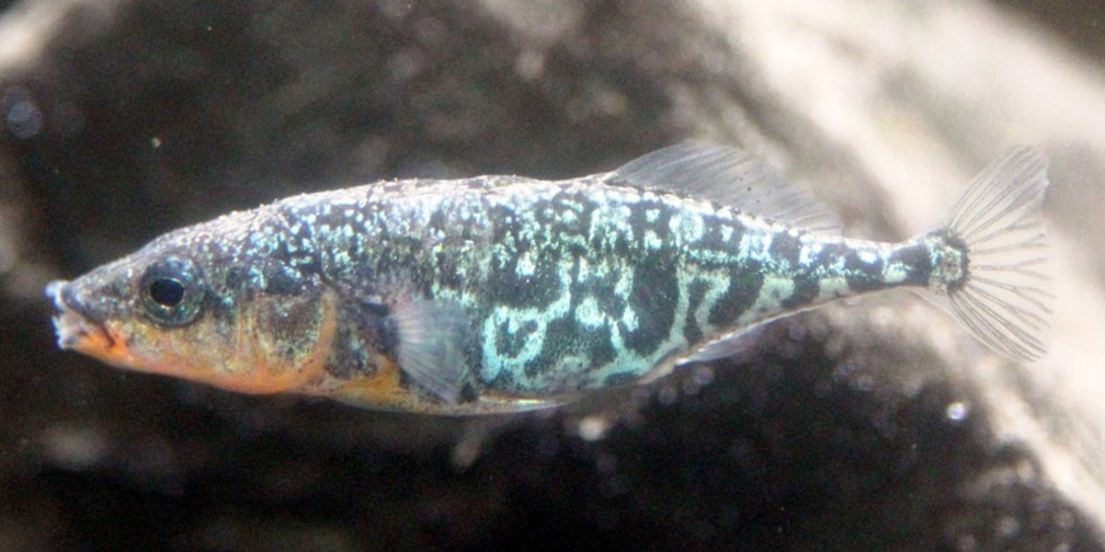  p>三刺鱼(学名: i>gasterosteus aculeatus /i>)是刺鱼科,刺鱼属的一