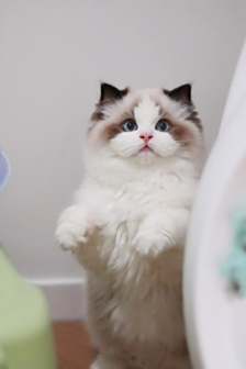 布偶猫图片